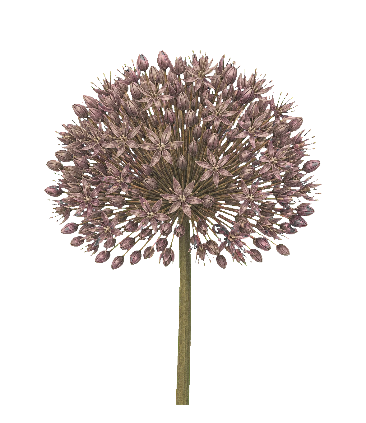 An archival ornamental allium whose many natural florets resolve into one flower head.