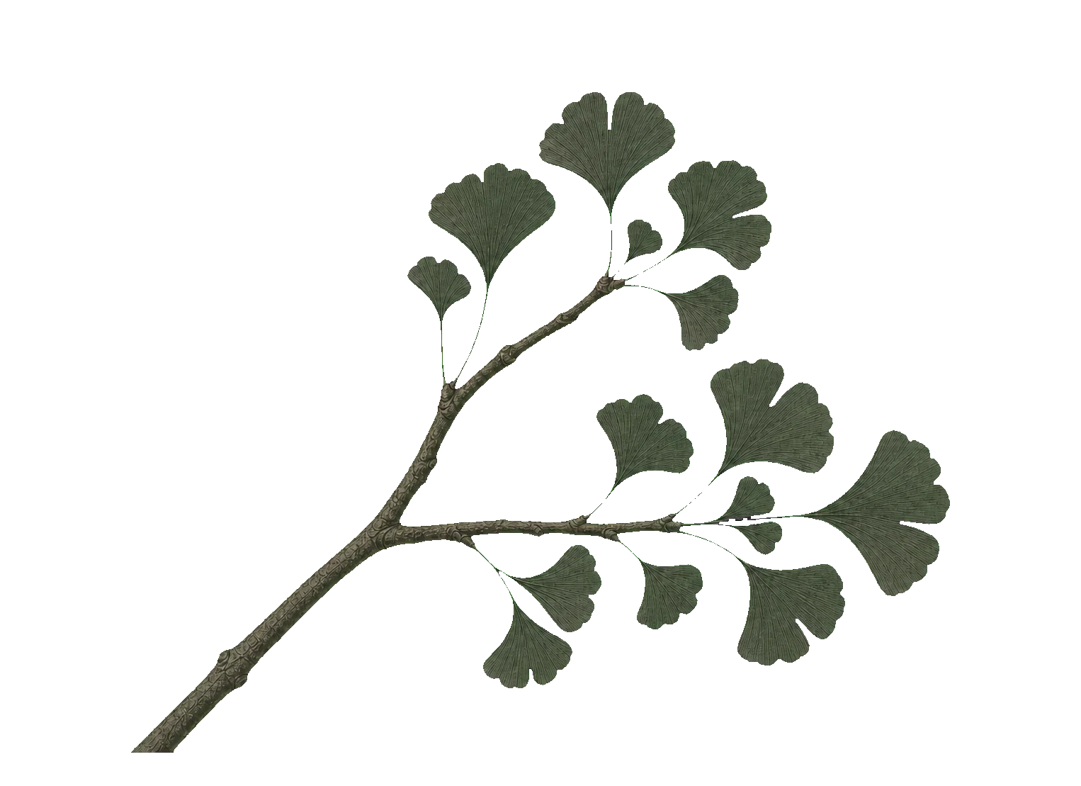 An archival ginkgo branch that forks into olive and ochre directions.