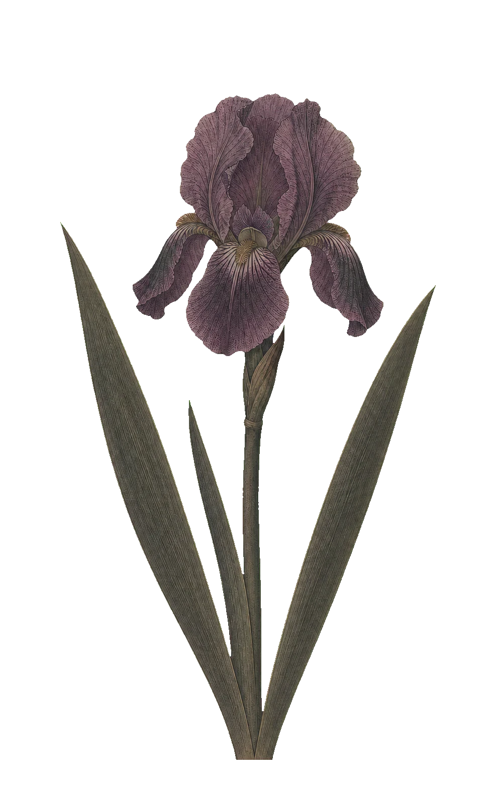 An archival dusty-plum iris held between three natural olive leaves.