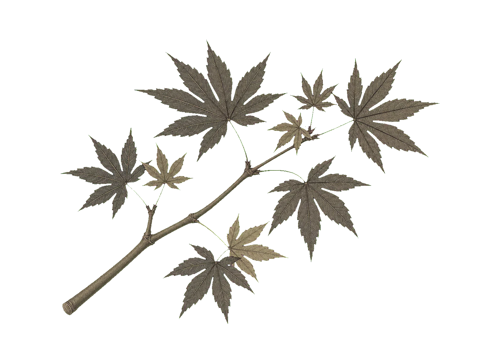 An archival Japanese maple branch presenting one visible fork.