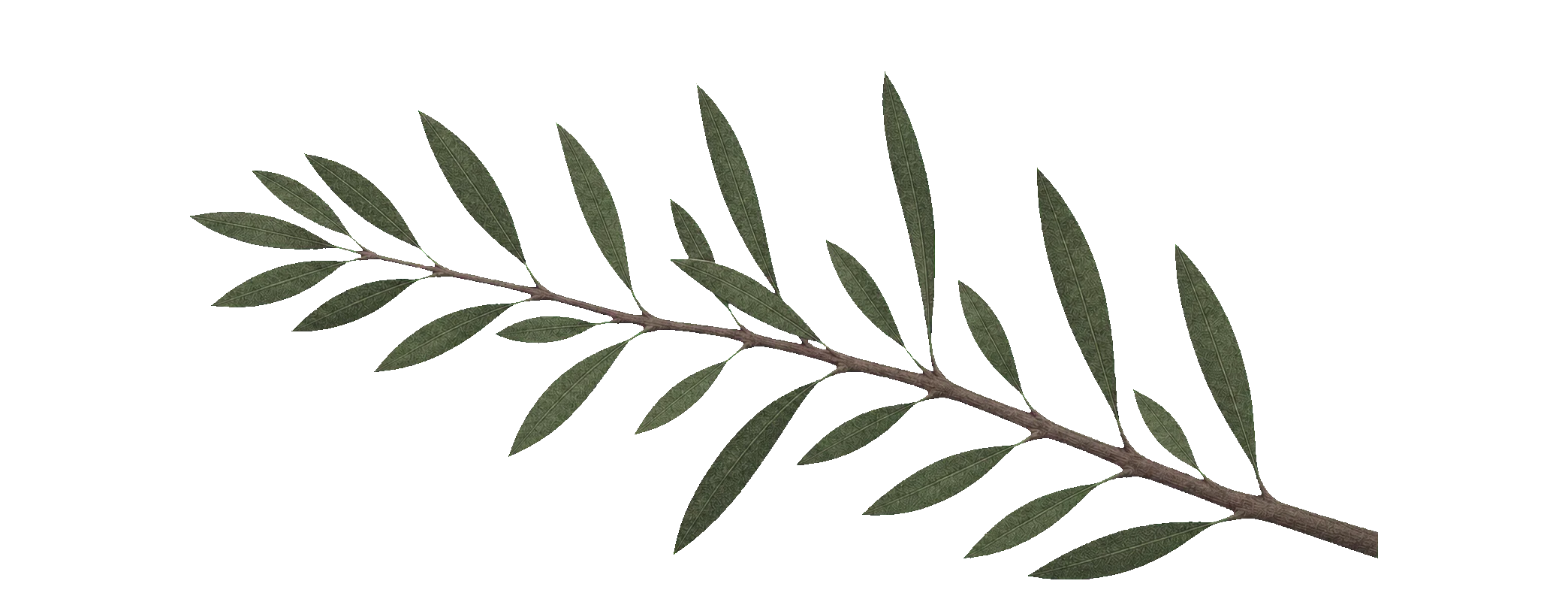An archival olive branch reaching inward with long muted green leaves.