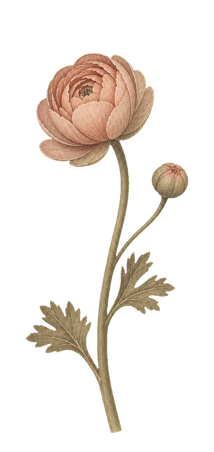 An archival early-opening coral ranunculus with one smaller bud and compact leaves.